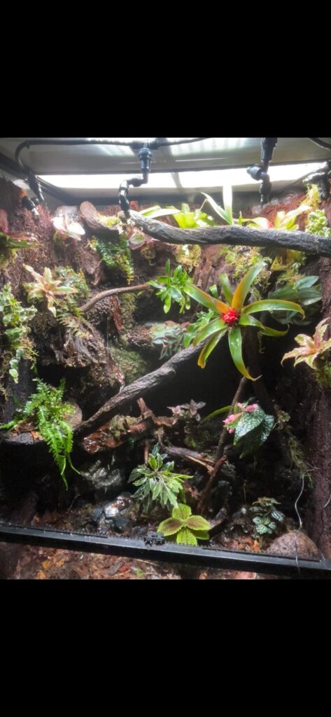 First vivarium build! Thoughts?