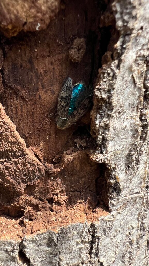 Help me save my oak tree from wood borers! Help me save my oak tree from wood borers!