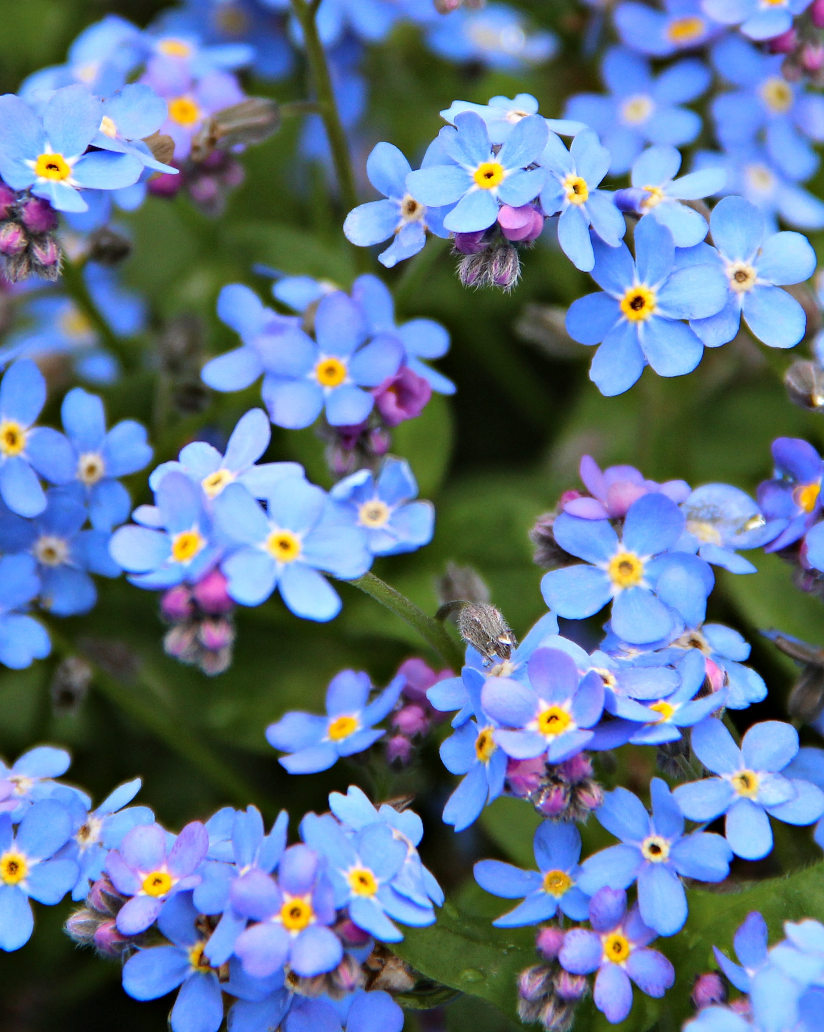 forget me not flowers in garden
