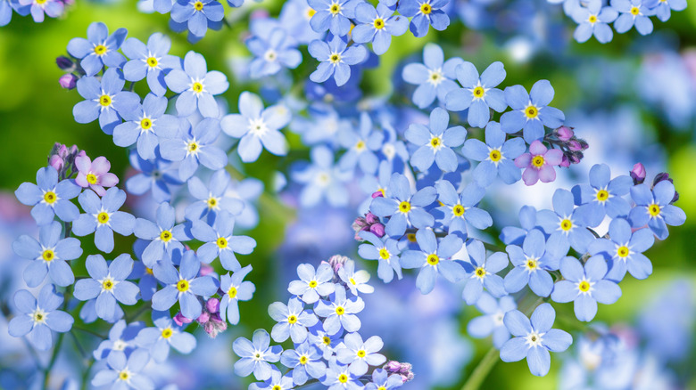 A closeup o the blue and yellow flowers of forget-me-nots