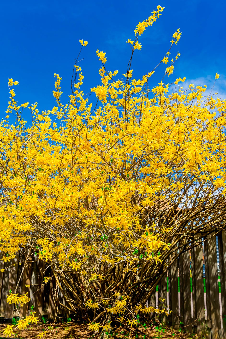 best flowering shrubs forsythia
