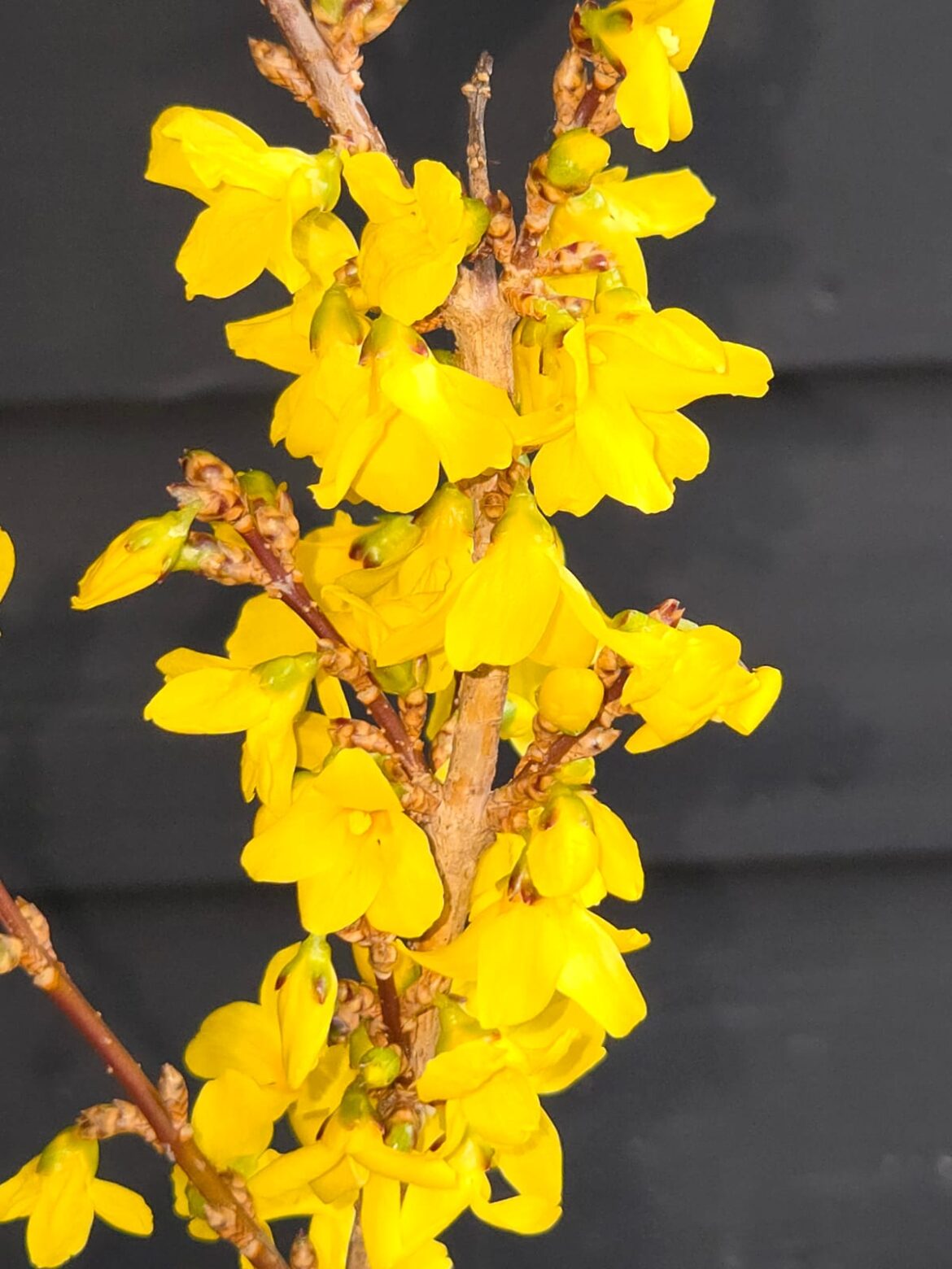 Forsythia – an early blast of colour for the garden