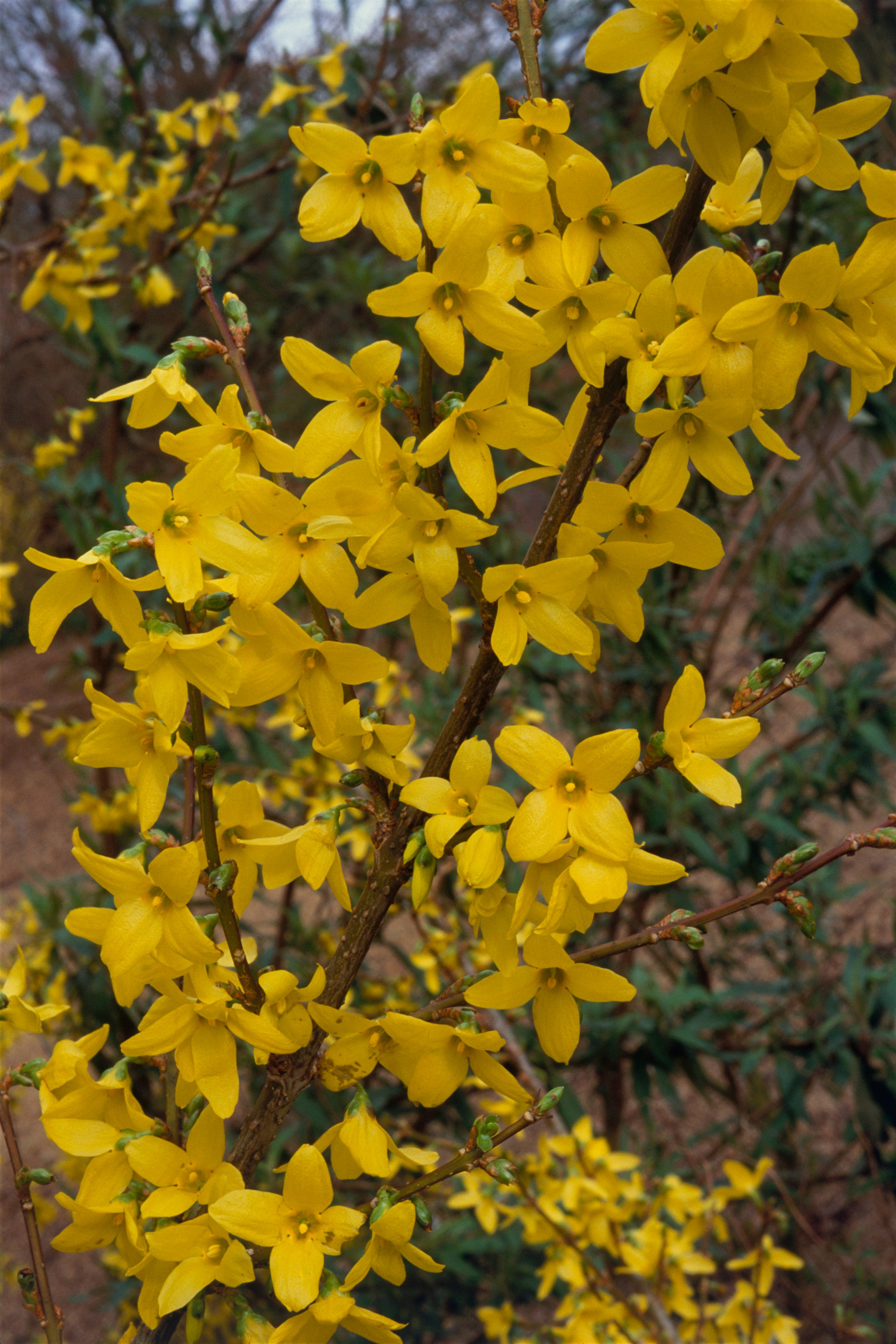 Forsythia x Intermedia 'Lynwood', a medium-sized deciduous shrub bearing yellow flowers