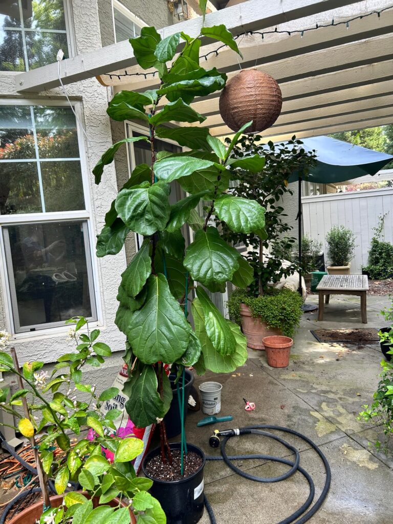 repotted this beauty