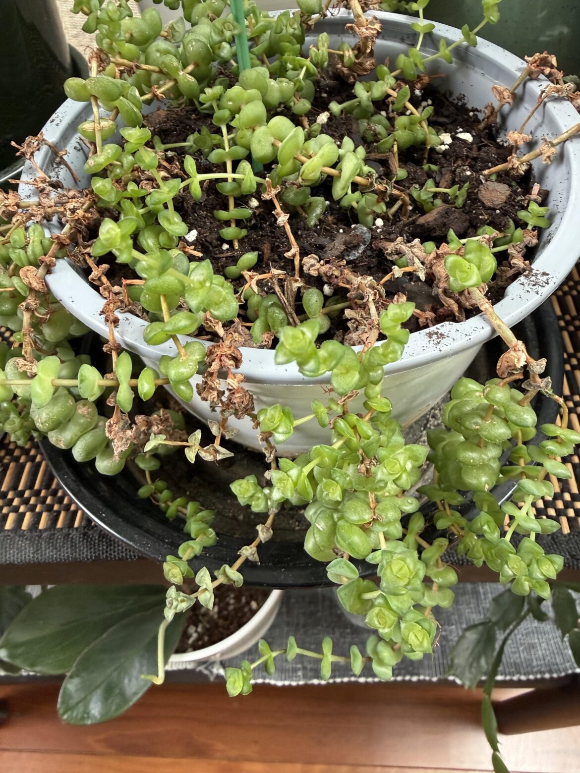 Help with plant