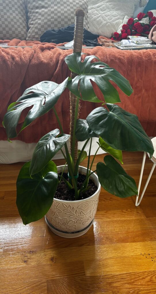 first monstera!!