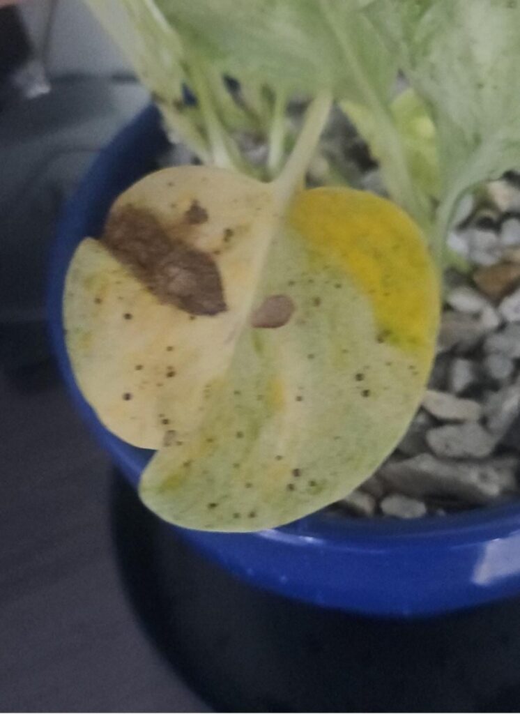 Porque la hoja se puso amarilla? Porque la hoja se puso amarilla?