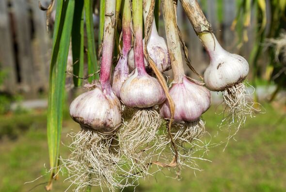Freshly harvested garlic bulbs drying at the outdoors. Nutrition vegetarian Freshly harvested garlic bulbs drying at the outdoors. Nutrition vegetarian