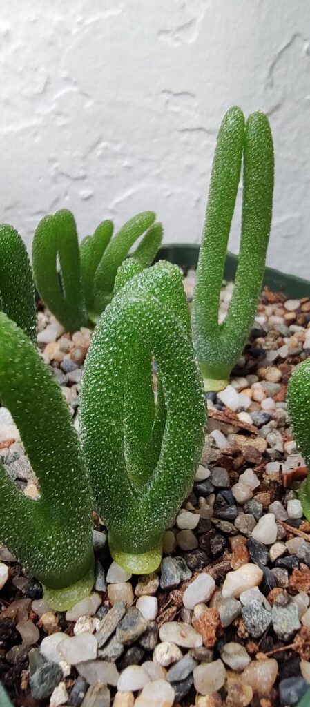 Monilaria moniliformis updates!