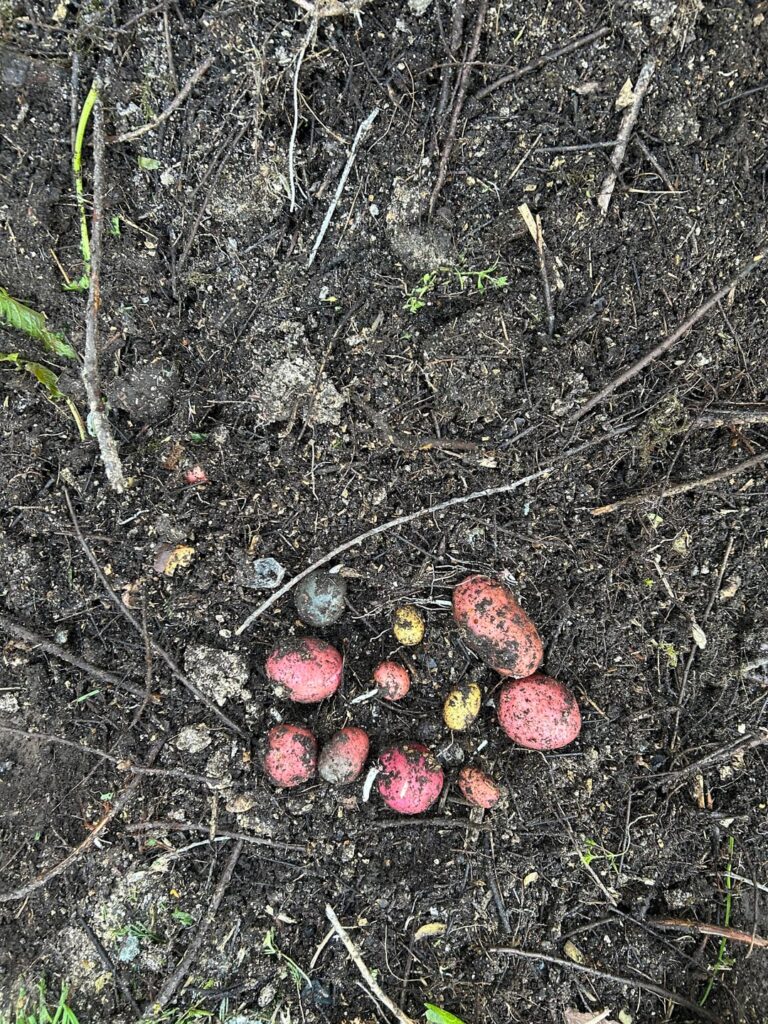 Compost potatoes