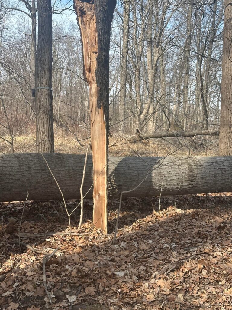 A “Striking” Cherry Slab A “Striking” Cherry Slab