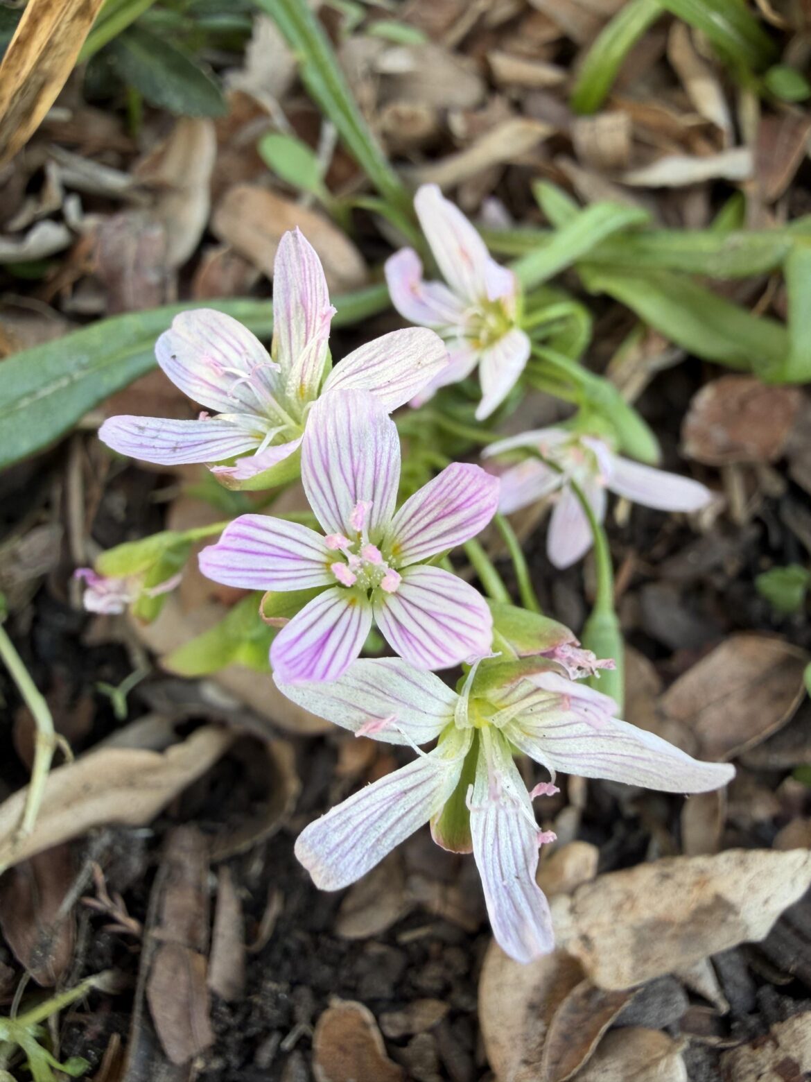 Claytonia virginica has awoken!
