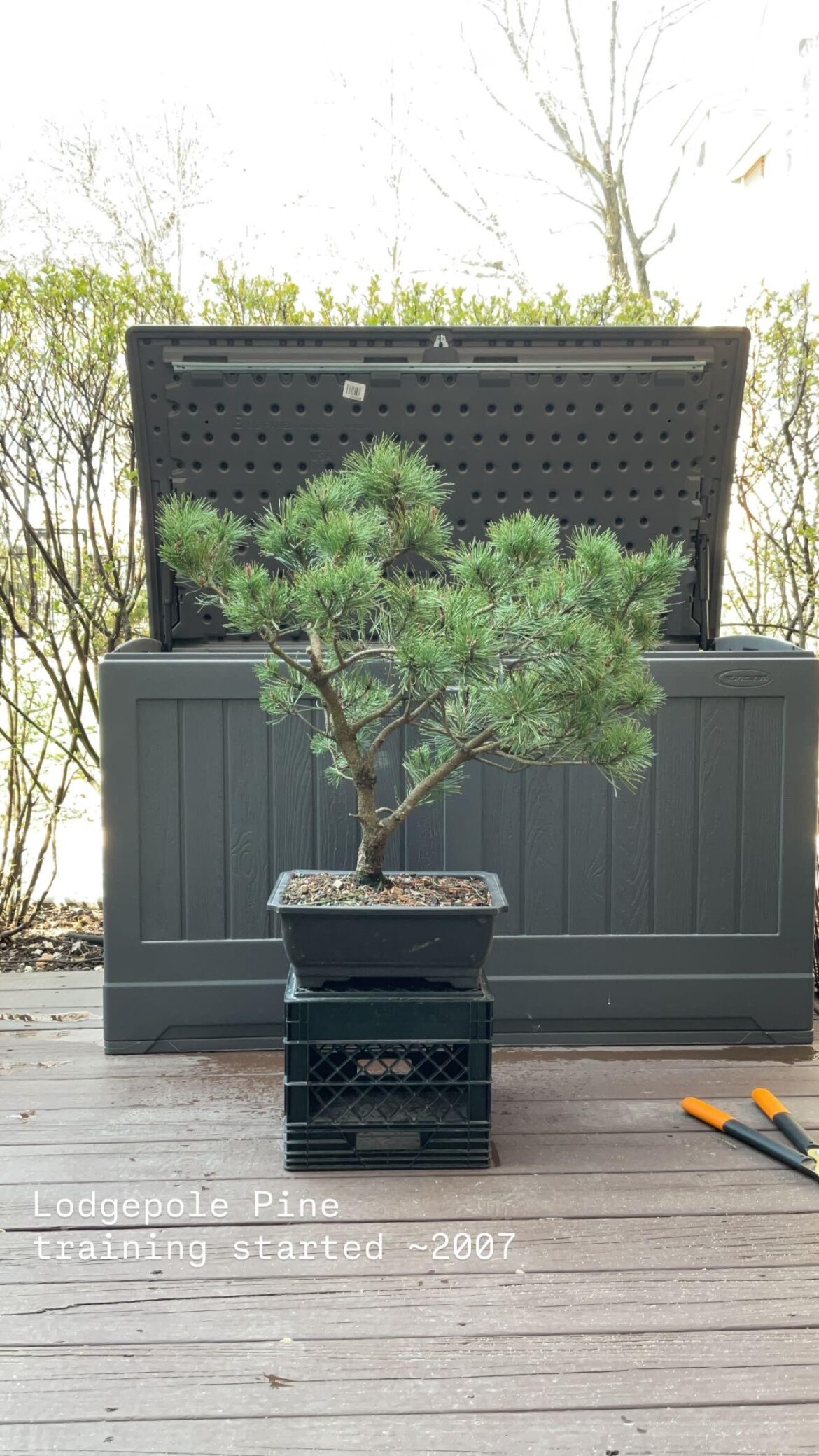 New Lodgepole Pine addition …wiring time!