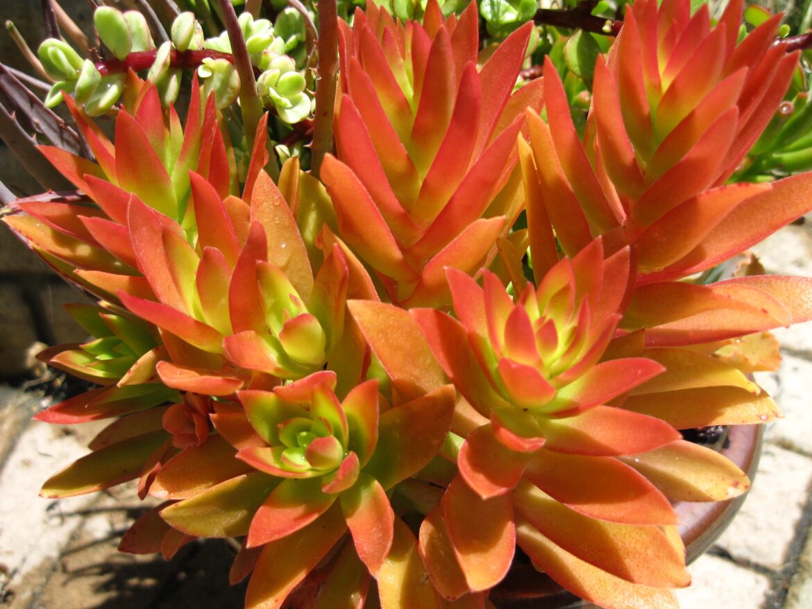 Succulent on fire!