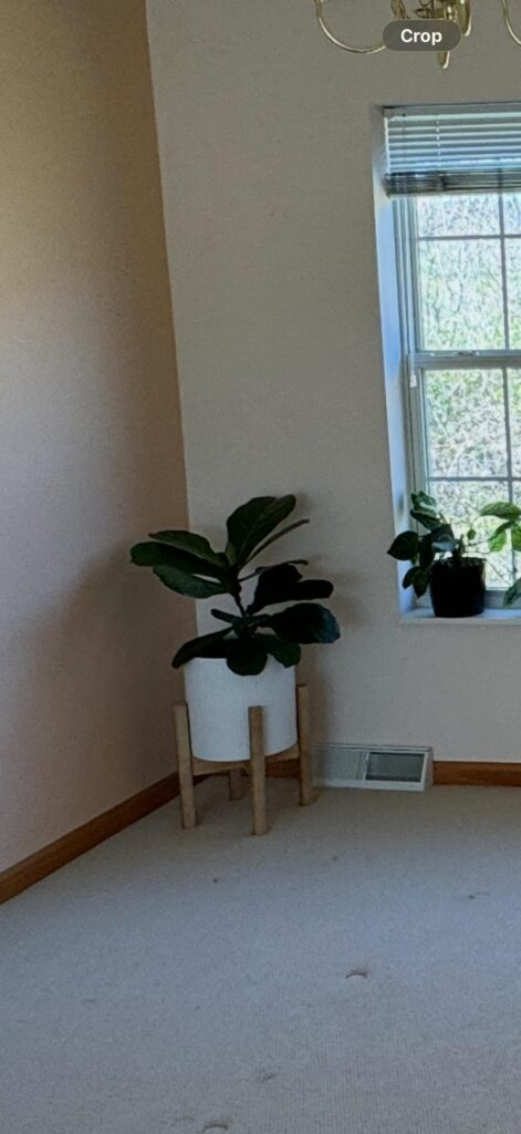 Fiddle-leaf fig growth from when I moved in vs now