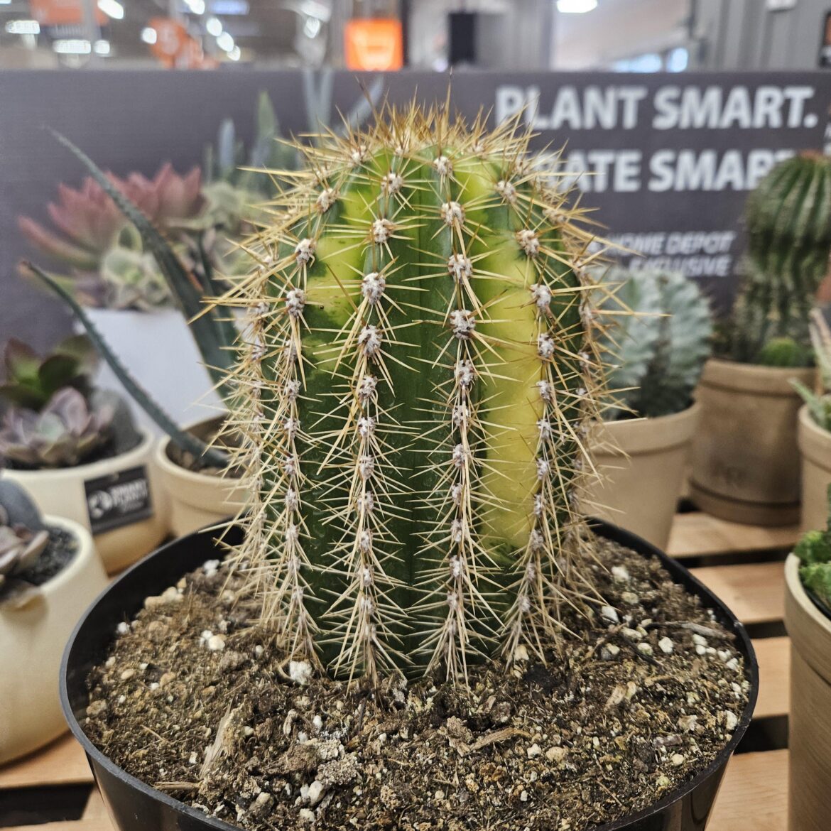 PNW Home Depot