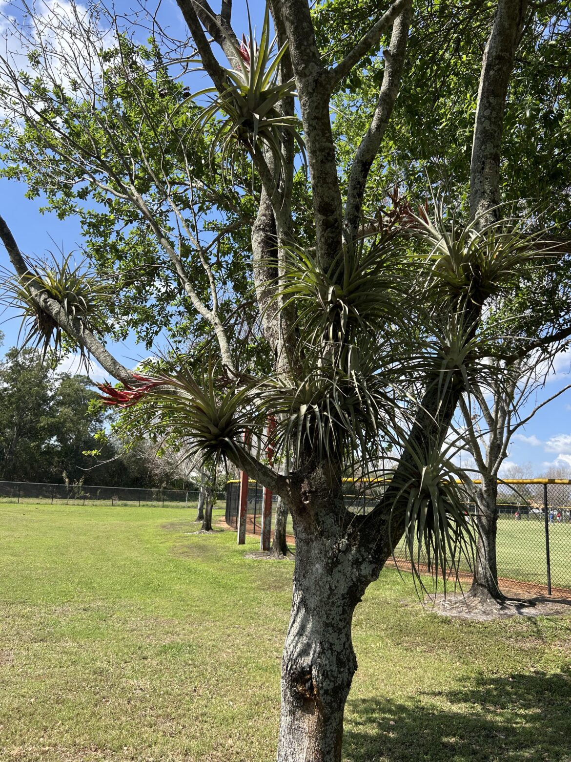 My secret air plant tree in the park I work at. Anytime find a downed one, I stick it in this tree. I posted it last year I think too.