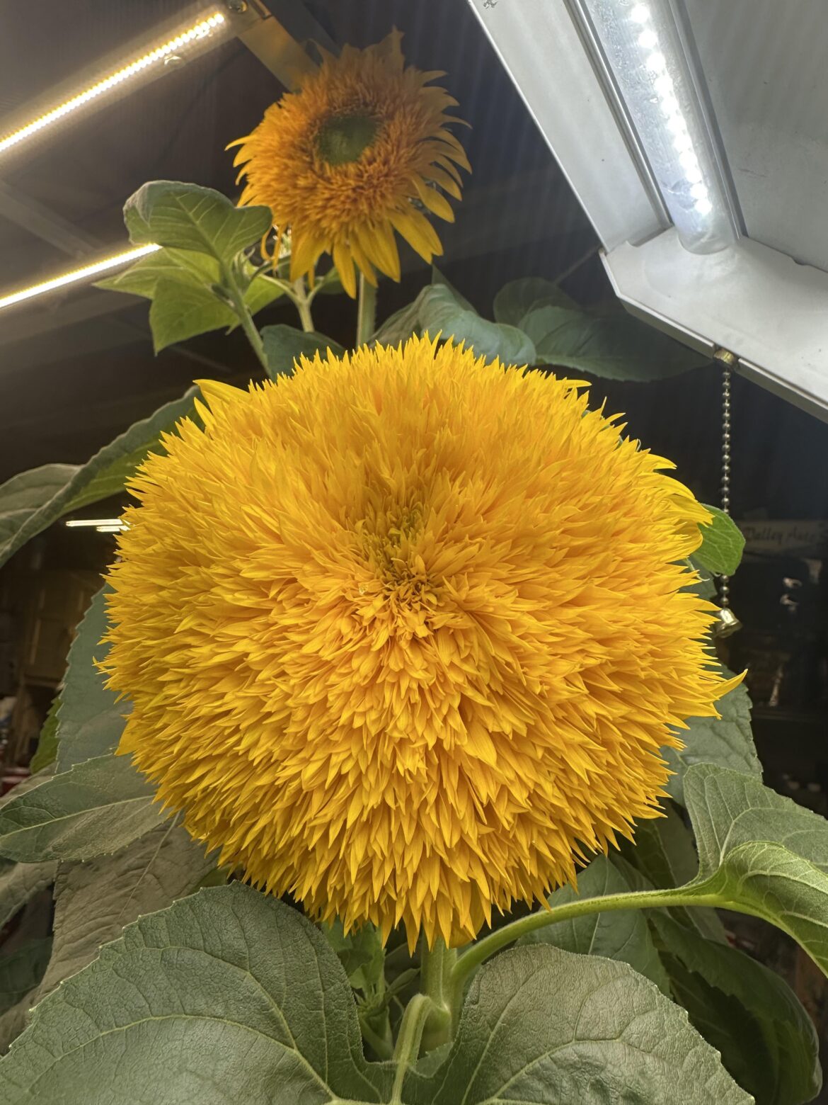 My basement sunflowers are incredible 😍