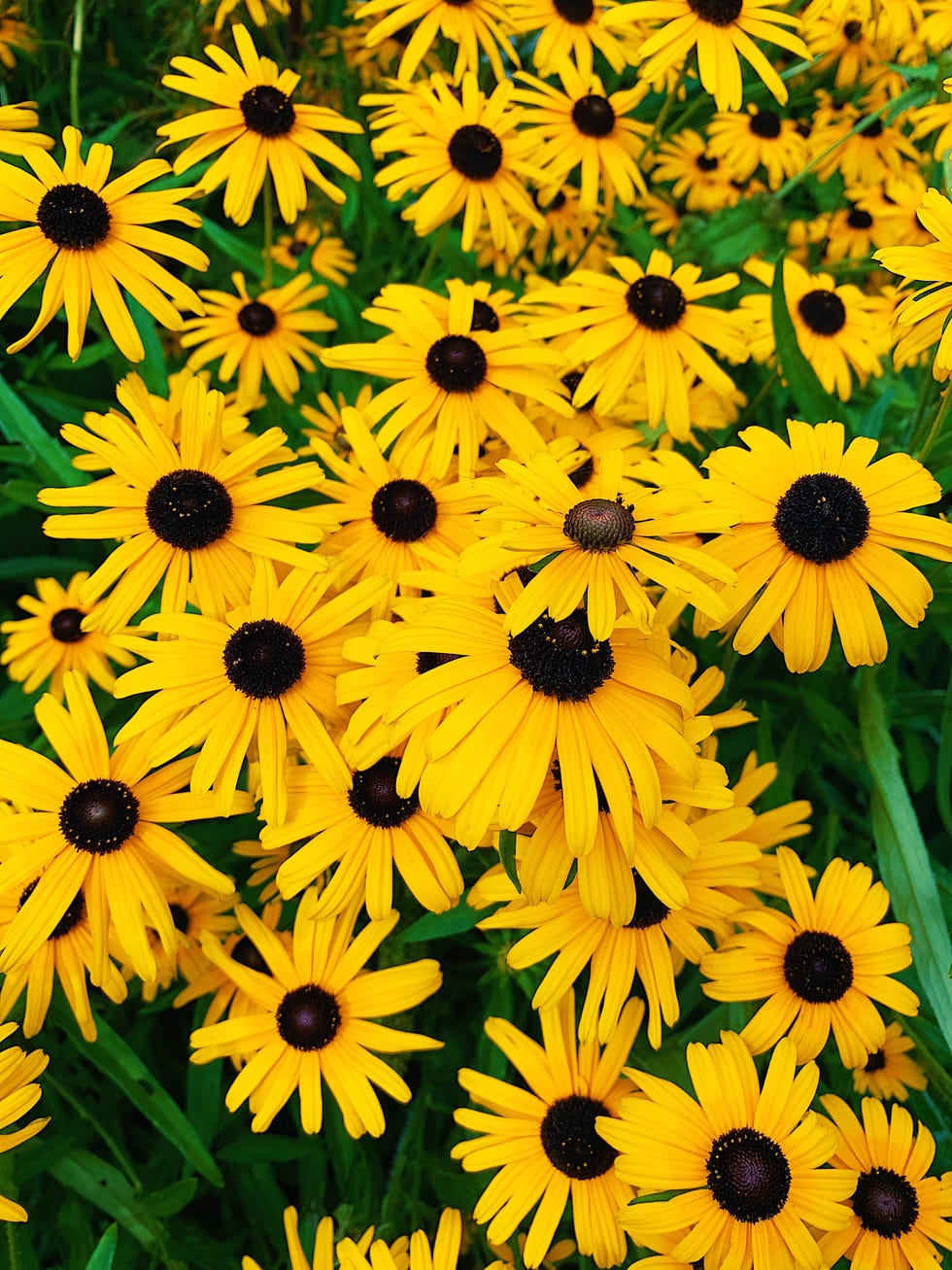 types of flowers black eyed susan types of flowers black eyed susan