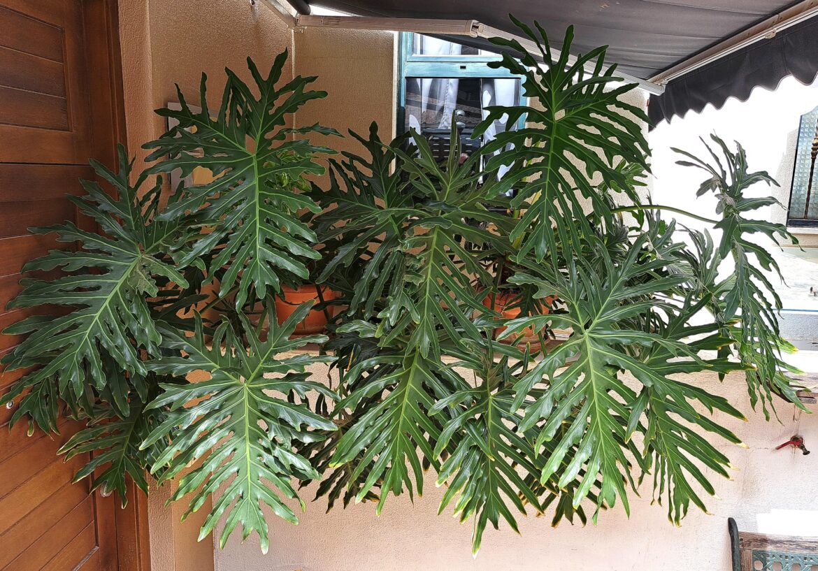 What's the Easiest way to propagate this plant