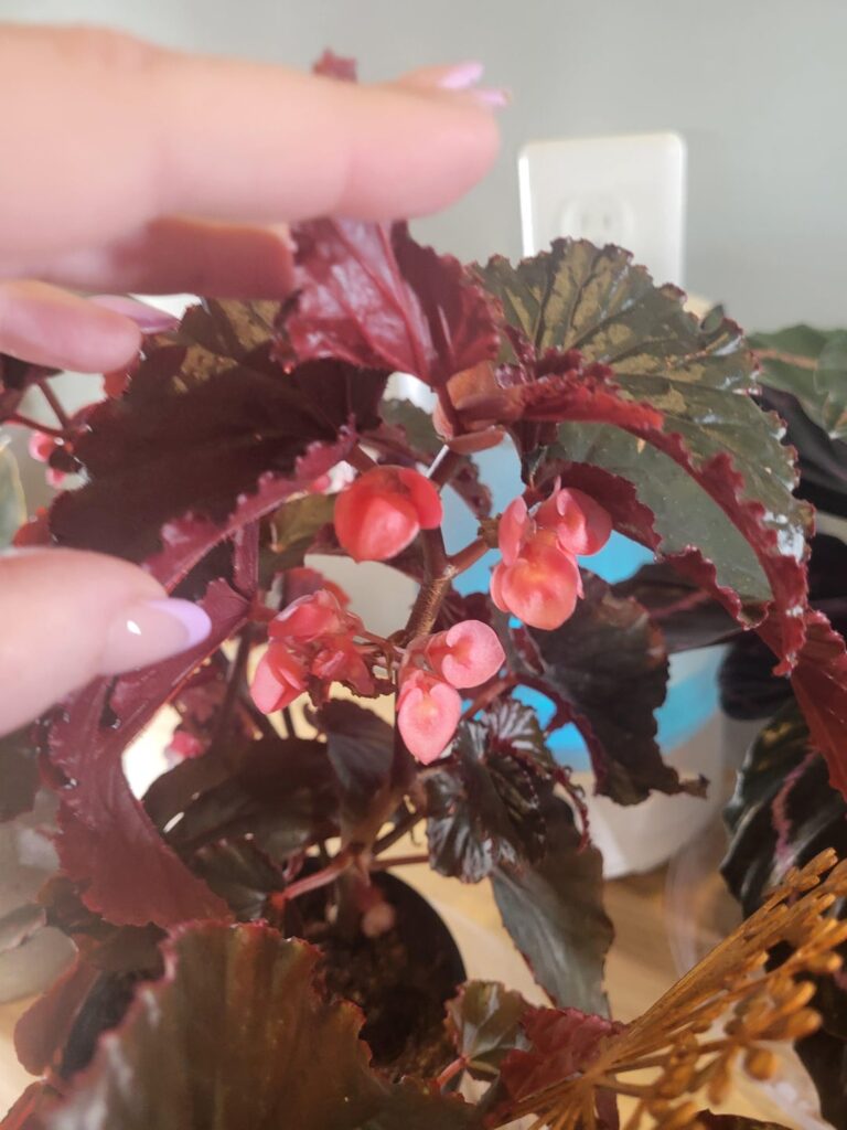 She loves me, sh really loves me!