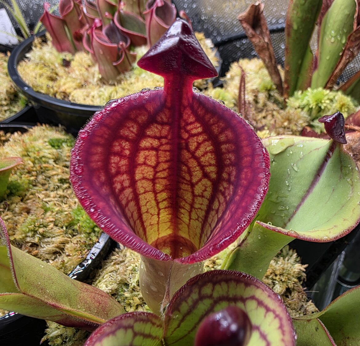 Heliamphora macdonaldae