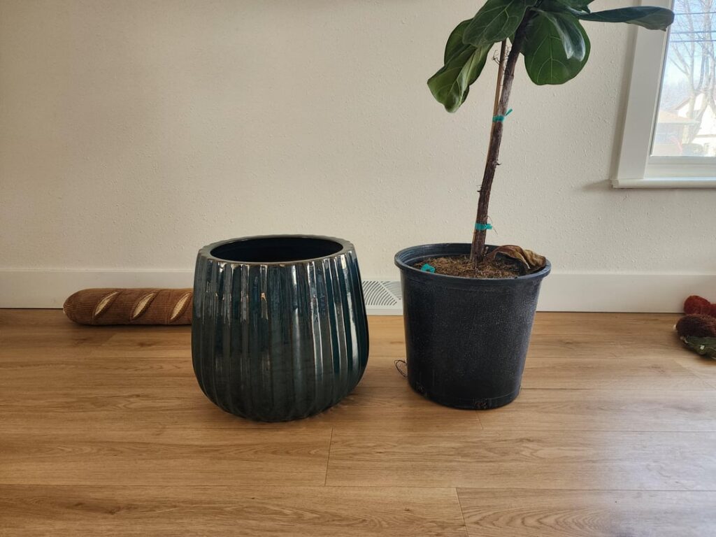 New costco plant repotting