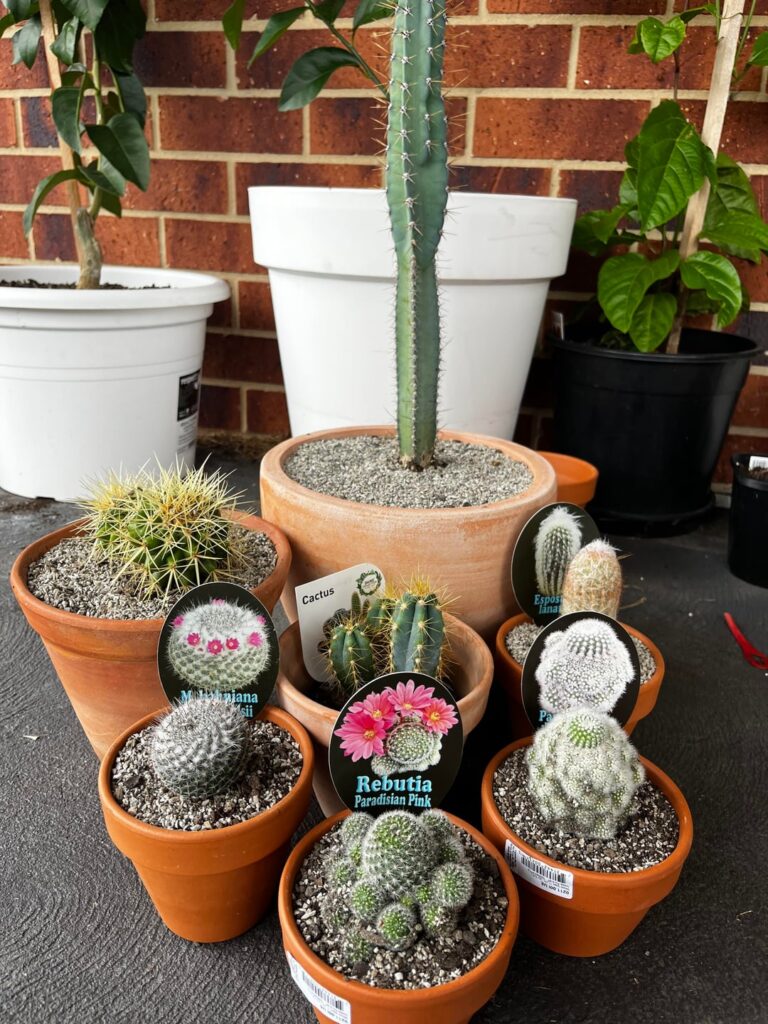 New to cactus but here’s my collection!