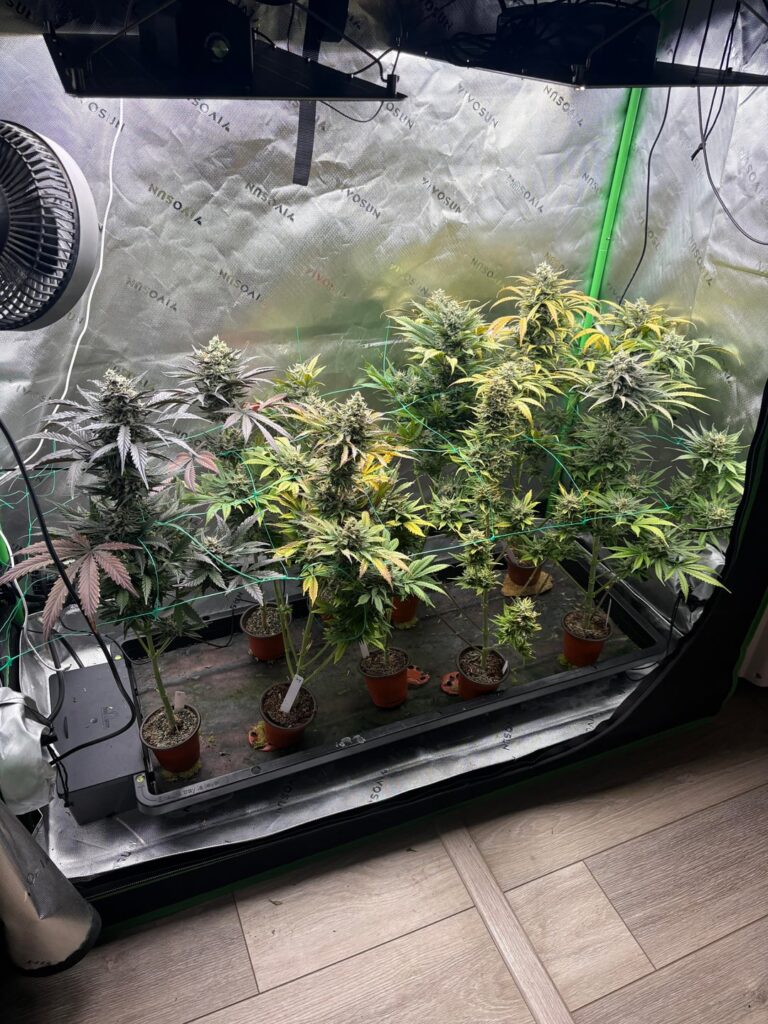 Tray2grow update end of week 7 pheno hunt