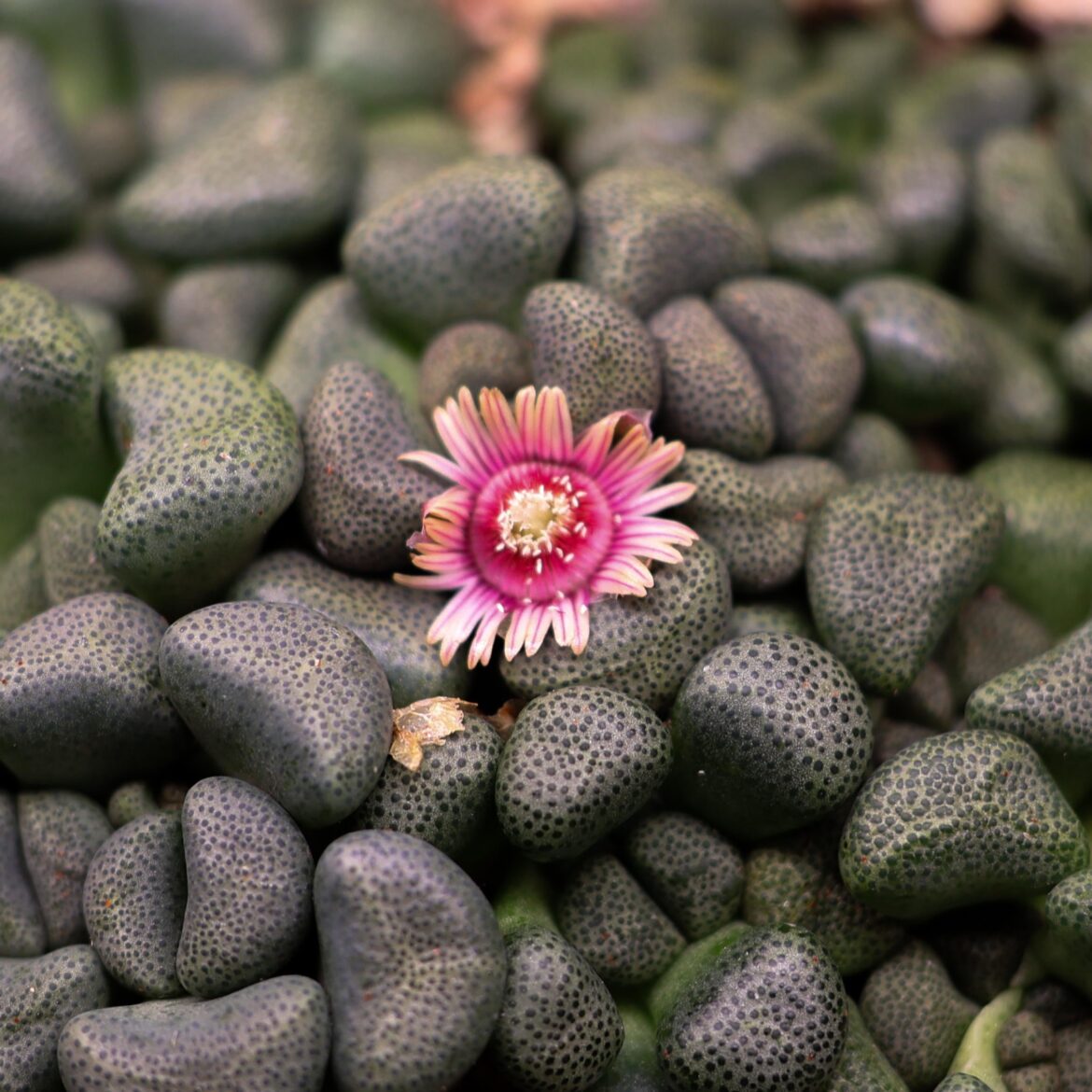 Aloinopsis schooneesii. Took eight months from seed to putting out a flower.
