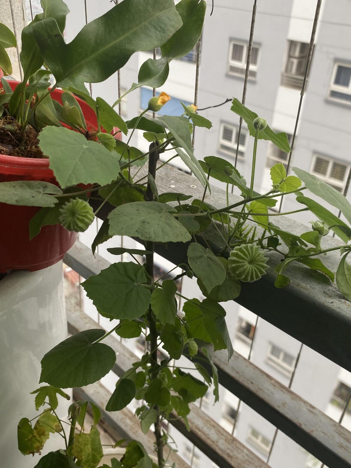Abutilon indicum, a Vietnam native. Just plain rugged and weedy. And wheel-shaped fruit clusters