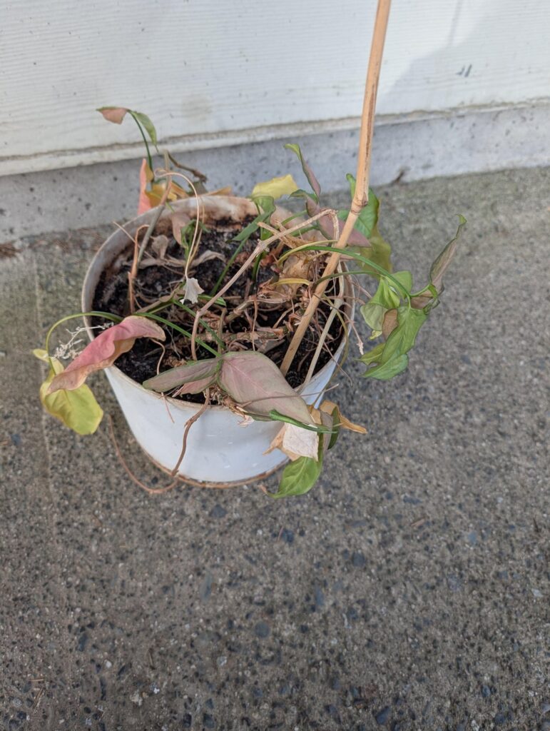 Found this little guy outside of work this morning; can it be saved?
