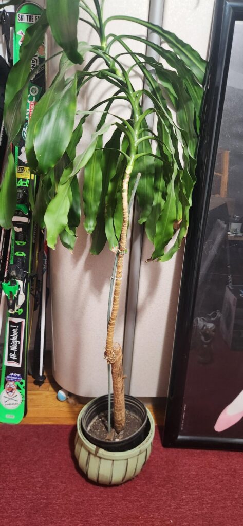 Please help me ID and Care for this plant