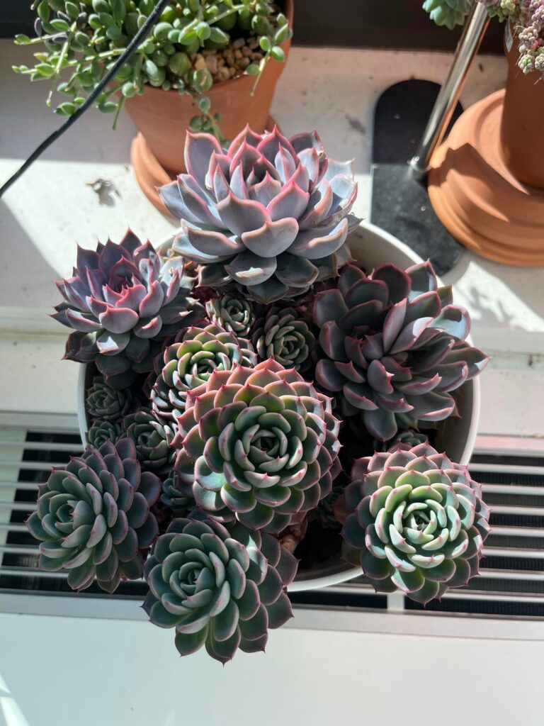 Echeveria bowl and chubby moonstones