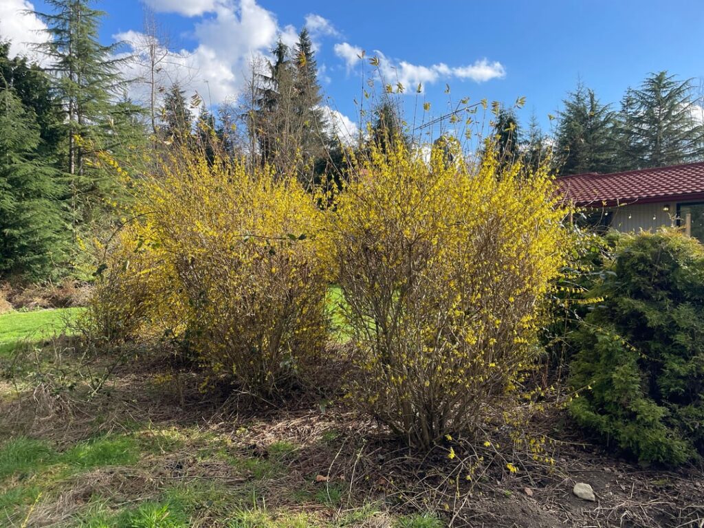 PNW Puget Sound Lowlands in a landscaped yard