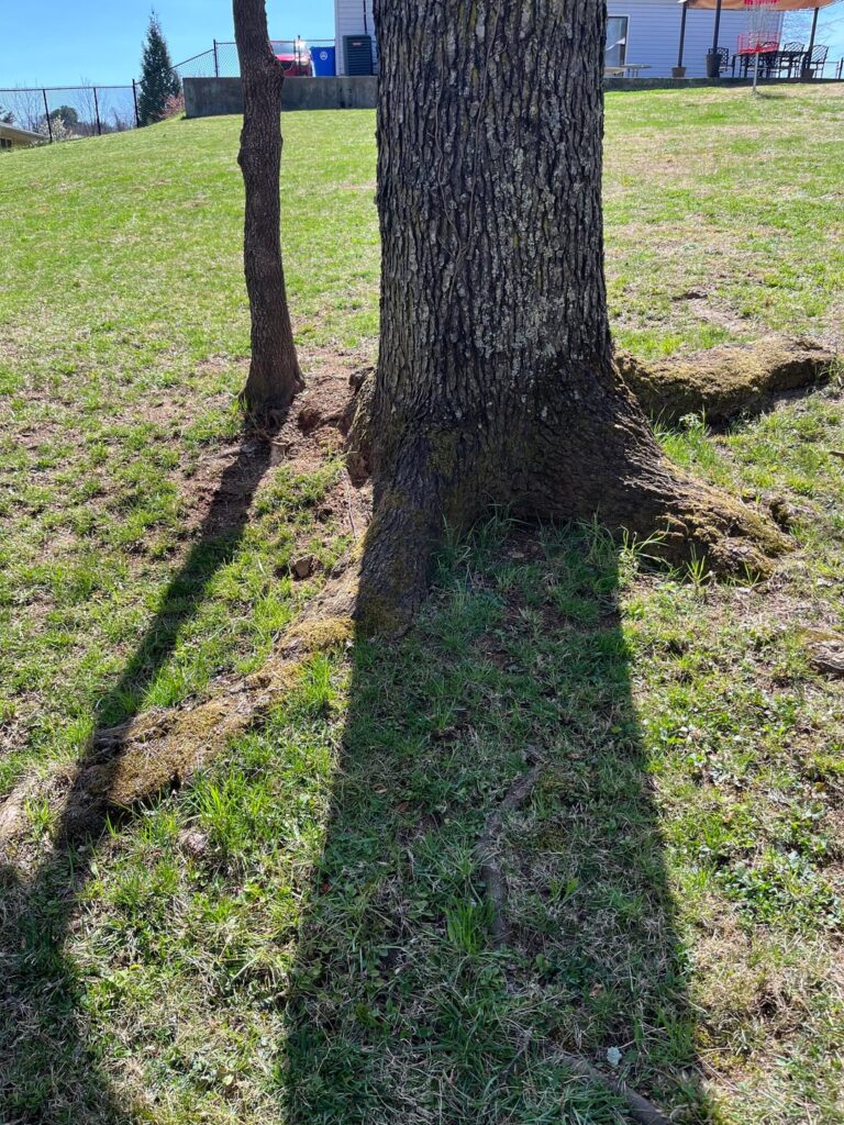 Damn Arborists.