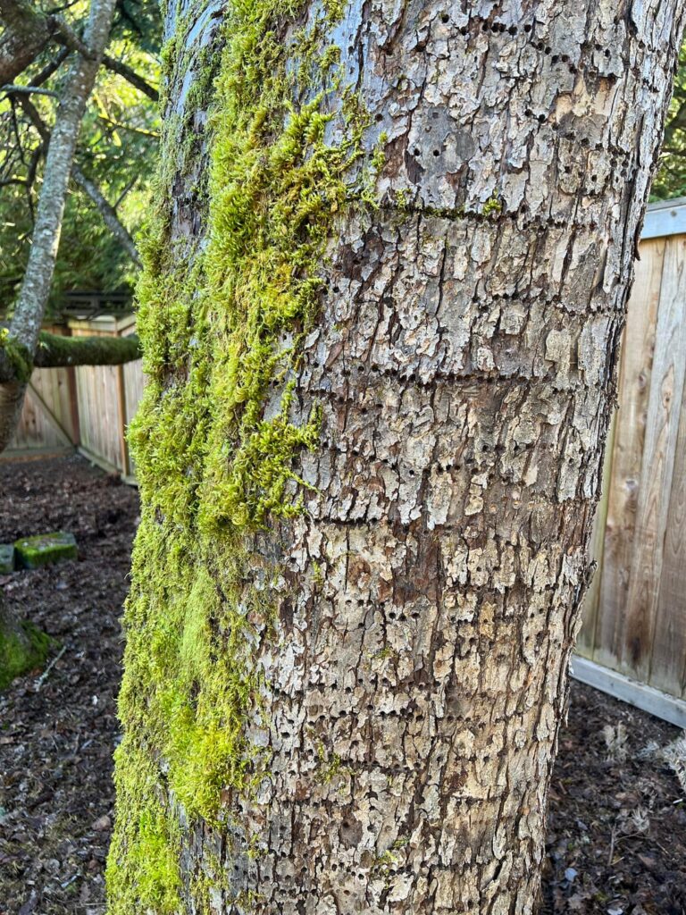 Tree health - Tiny holes around the trunk