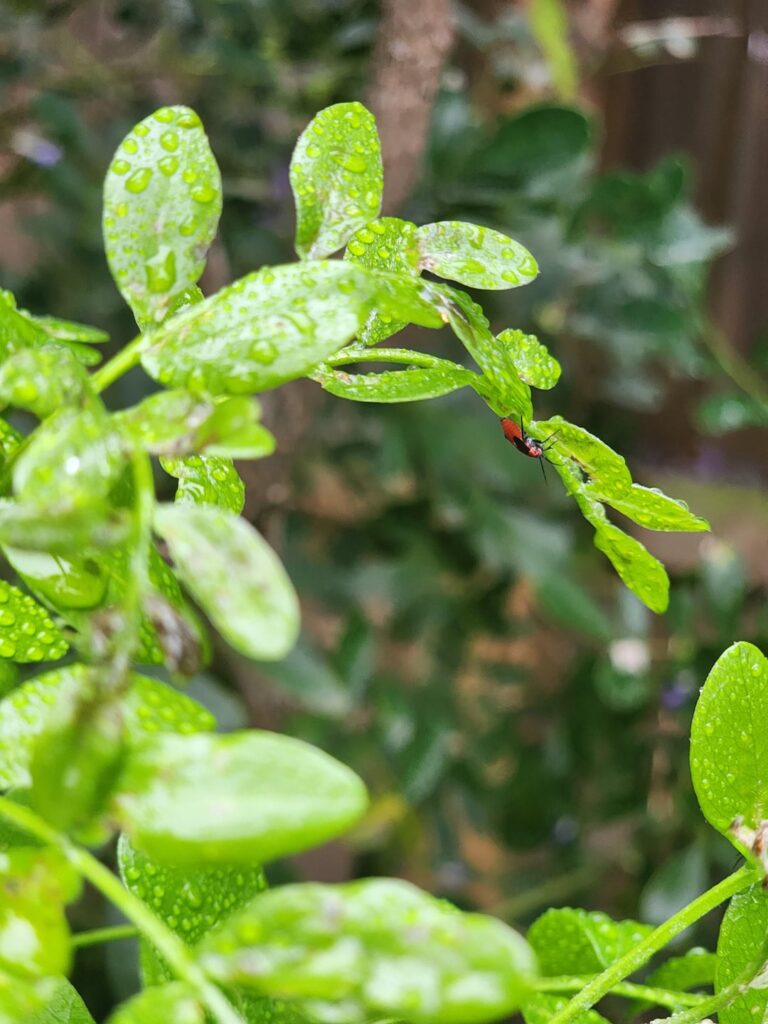 What are these red bugs?