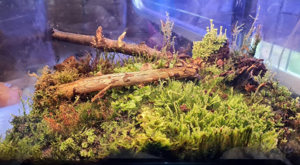 Established mossarium growing well