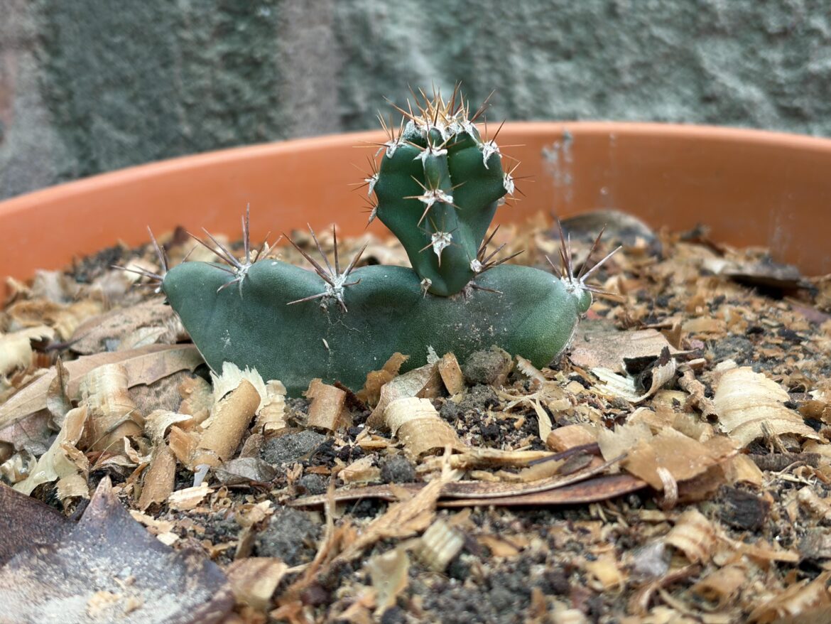 Growing from cutting