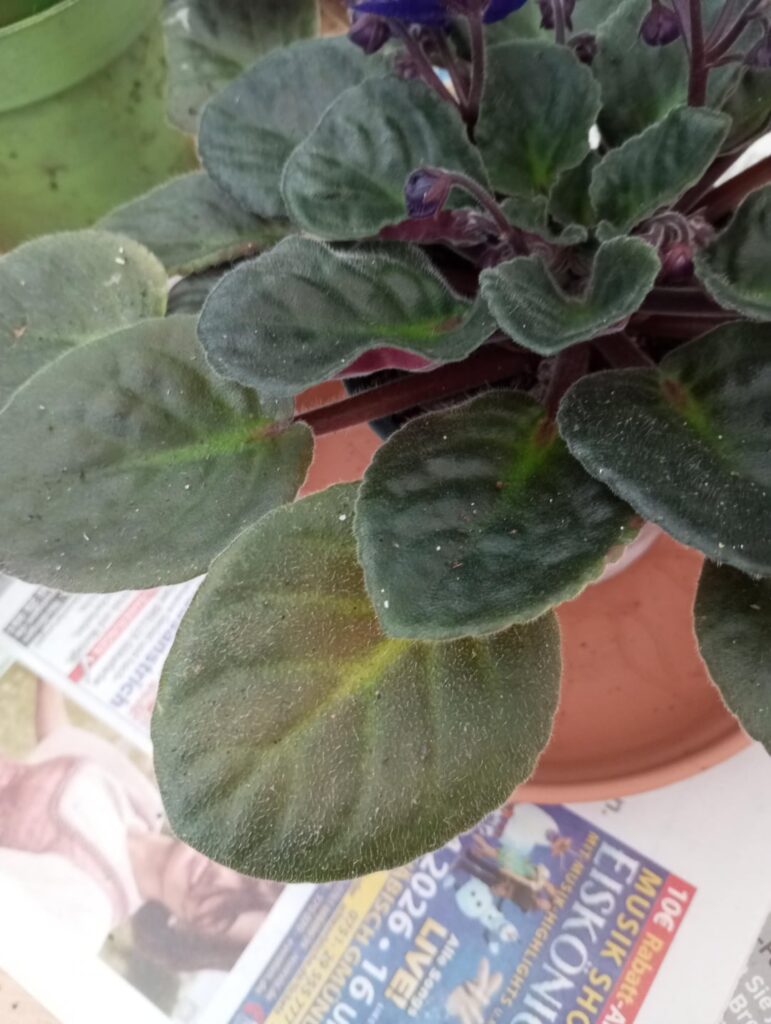 Is something wrong with older leaves?