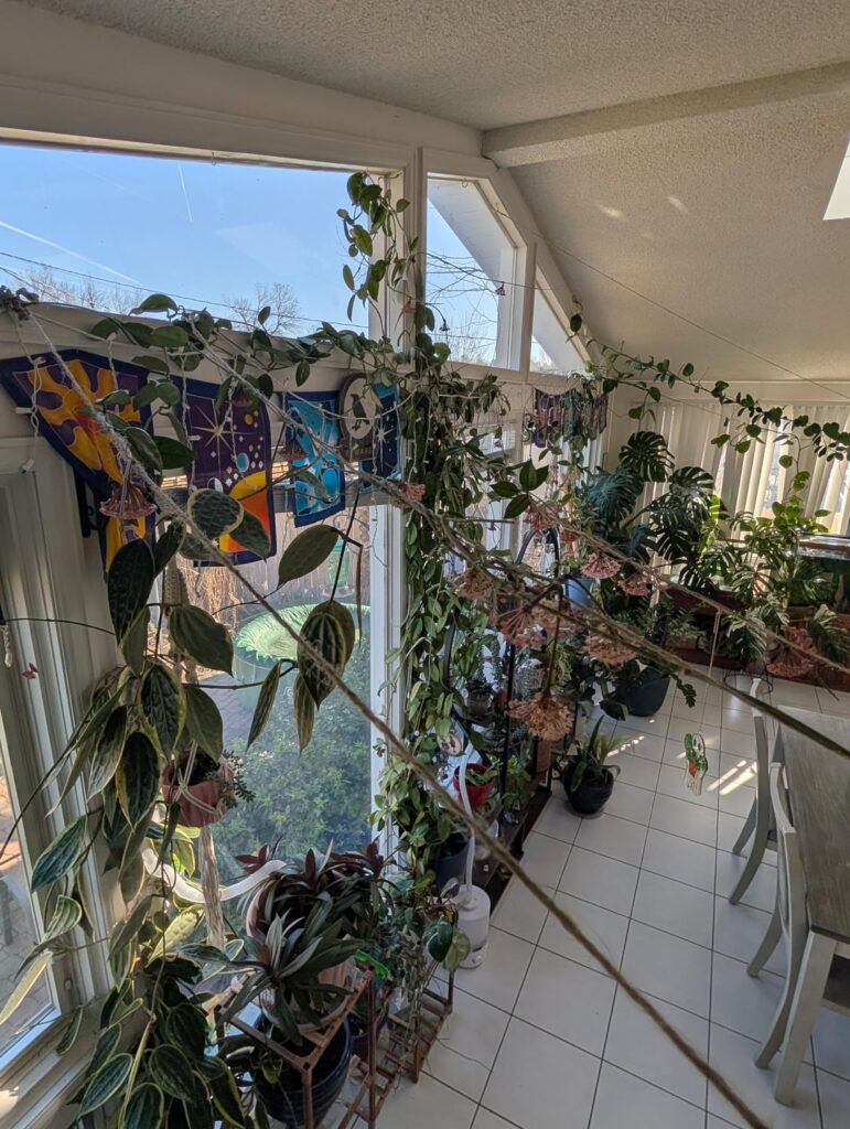 The Hoya Wall ramping up for spring