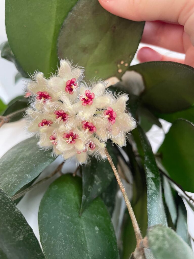First time flowering!
