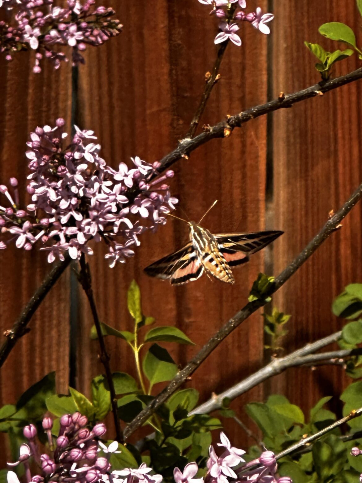 Hummingbird moth post because they are awesome