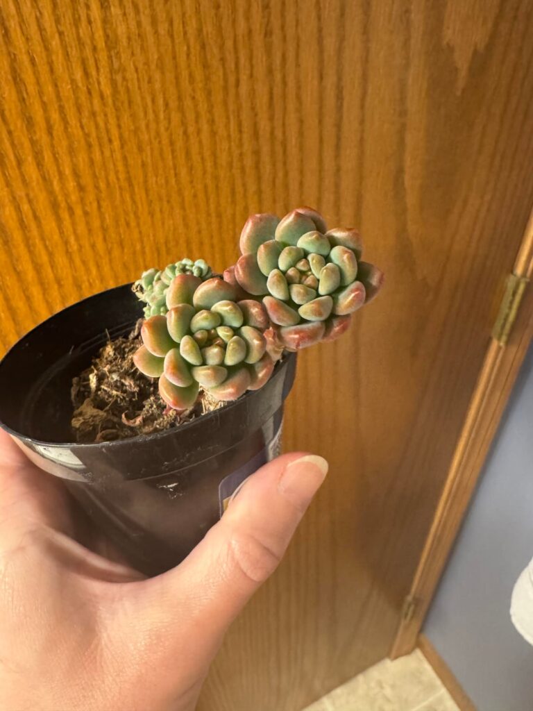 Sedeveria ‘Blue Elf’ – what to do with this little weirdo? Sedeveria ‘Blue Elf’ - what to do with this little weirdo?