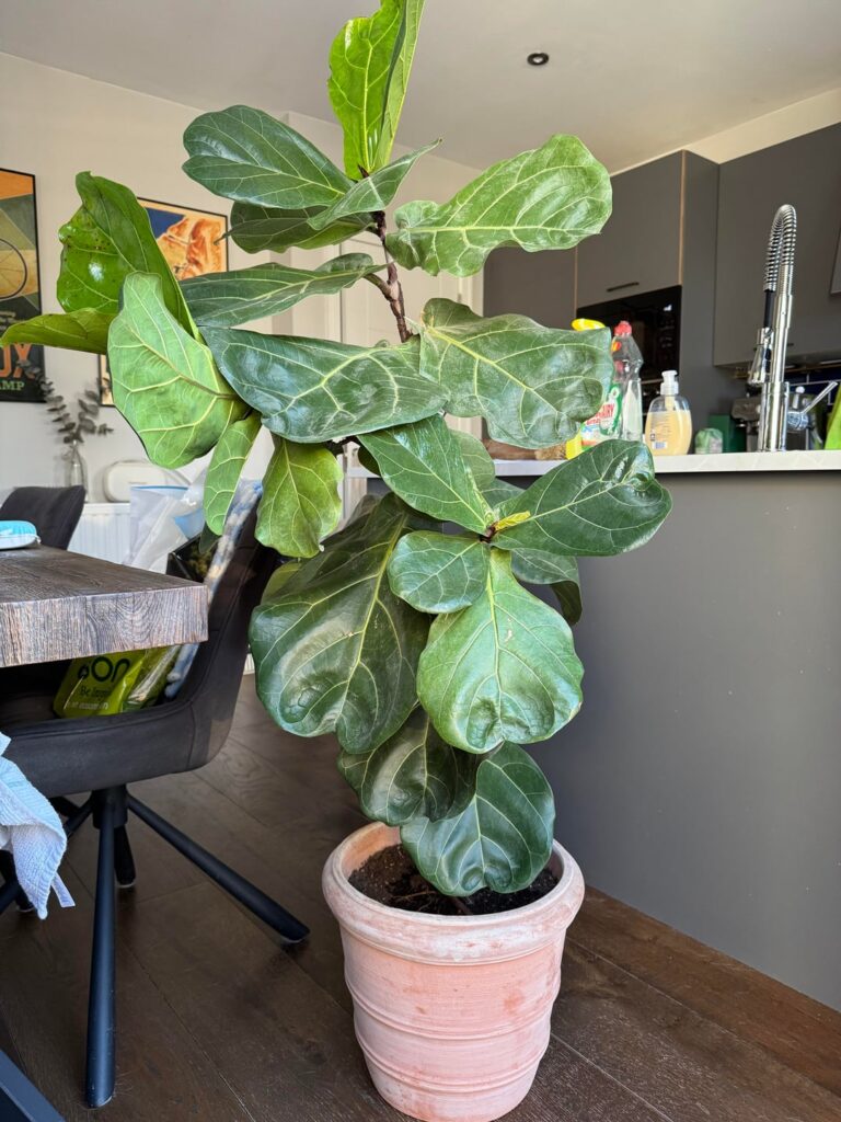 Any advice for this one?