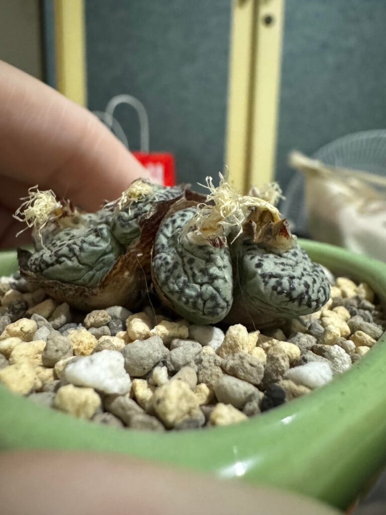 Conophytum obcordellum