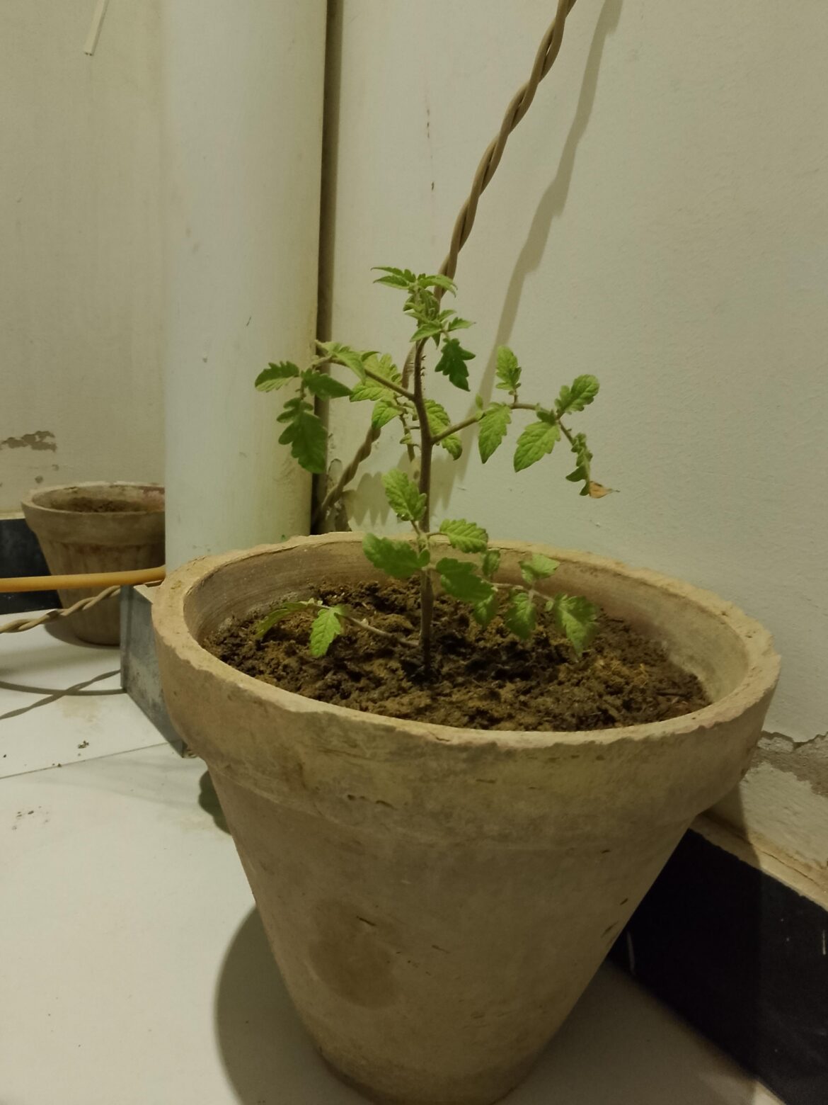 Tomato transplant: