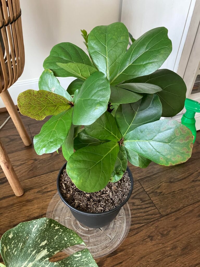 What’s going on with my fiddle leaf fig?