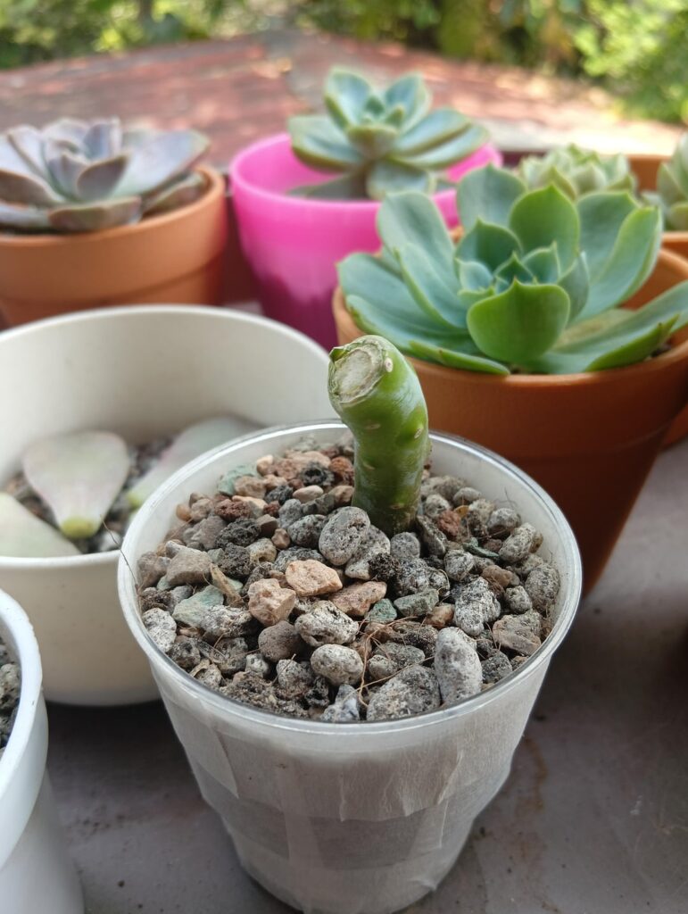 Will this grow?